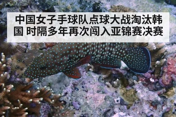 中国女子手球队点球大战淘汰韩国 时隔多年再次闯入亚锦赛决赛